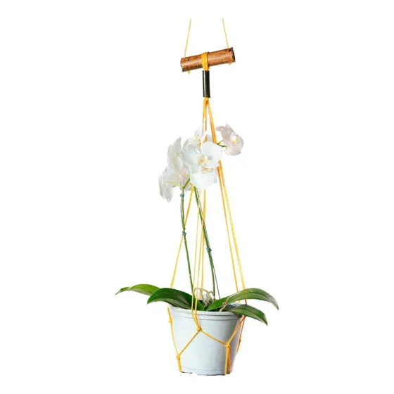Porta Vasos  Flores Folhagens Floreira Pendurados Na Parede 