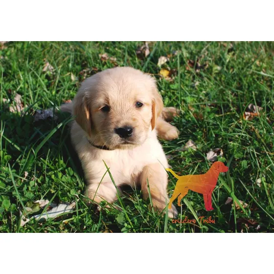 Golden Retriever Cachorros Puros, Son Hermosos Y Robustos