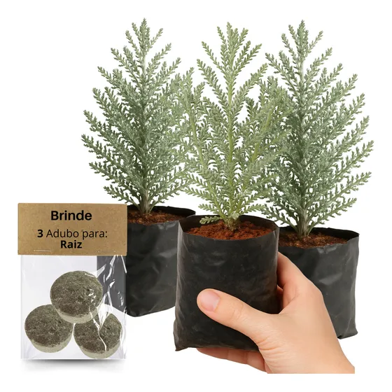 3 Mudas Lavanda-de-algodão Aromática E Forte Adubo Grátis