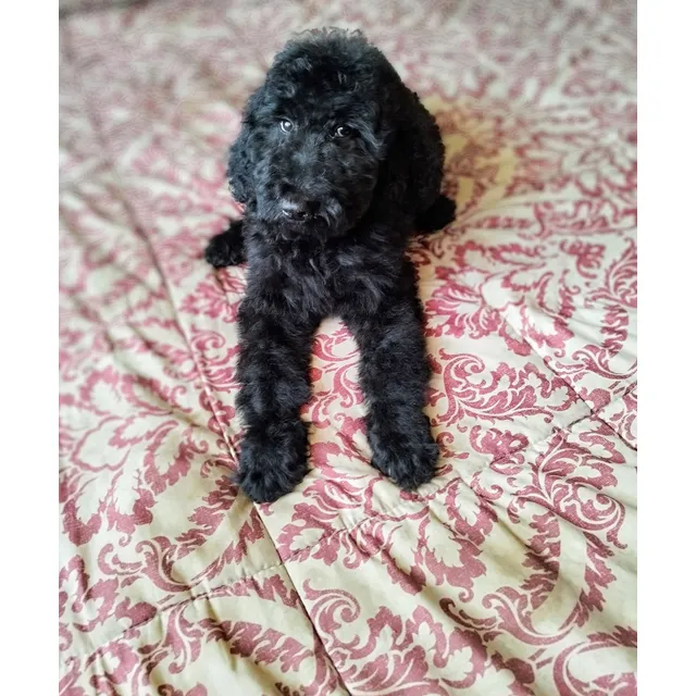Poodle Estándar Hembra - Caniche Gigante