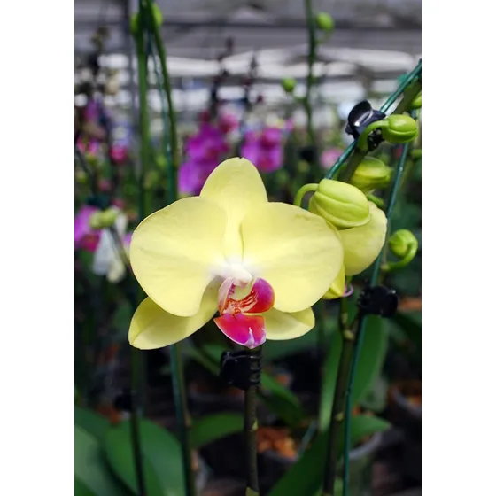 Plantas De Orquideas Phalaenopsis Real Flores Jardin Semilla