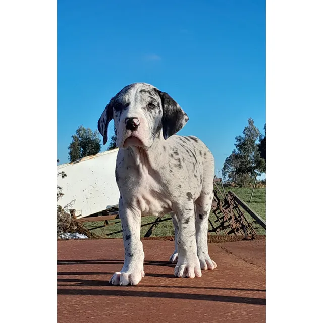 Cachorros Gran Danes Linea Europea Únicos!! Con Pedigree Kcu Negro