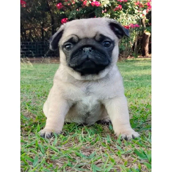 Filhote Macho De Pug Abricot Com Pedigree