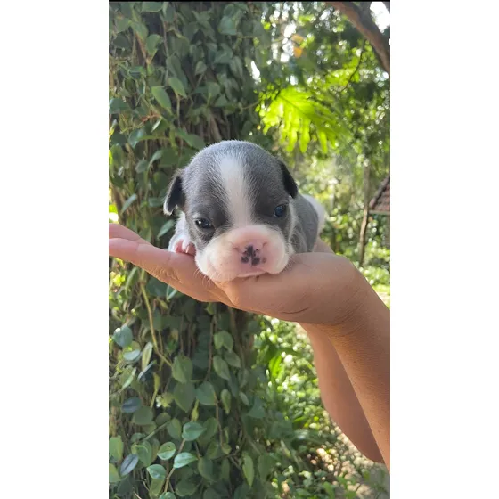 Buldogue Francês Branco E Blue