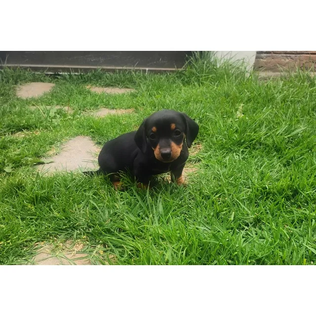 Cachorros Salchichas Hembra Pelo Corto
