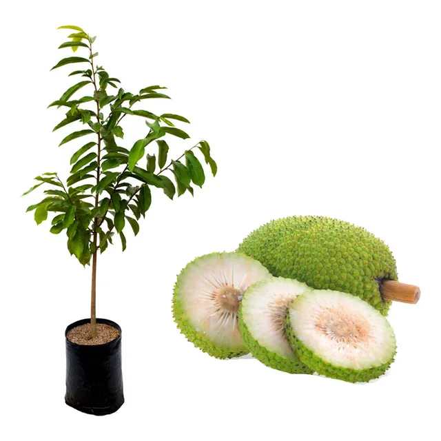 Planta  Árbol Del Pan Donde Comprar