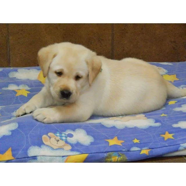 Cachorros Labradores, Padres Importados, Excelente Genética 