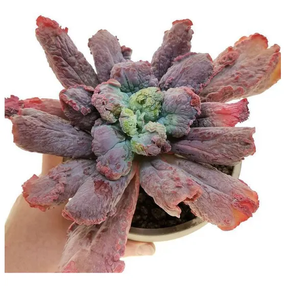 Planta Suculenta Echeveria Linguas - Rara Verruguenta