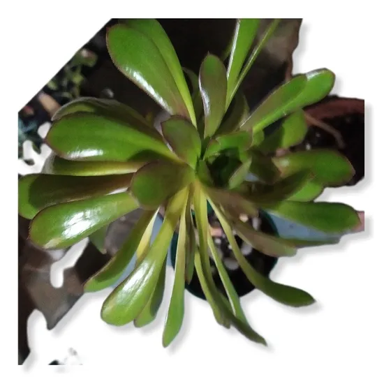 Rosa Negra ( Aeonium) Suculentas 