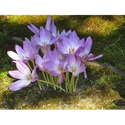 10 Sementes Açafrão Do Prado Colchicum Autumnale Flor P/muda