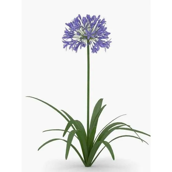 Agapanthus Africano Lirio Africano Flor Del Amor 3 Lts Borde