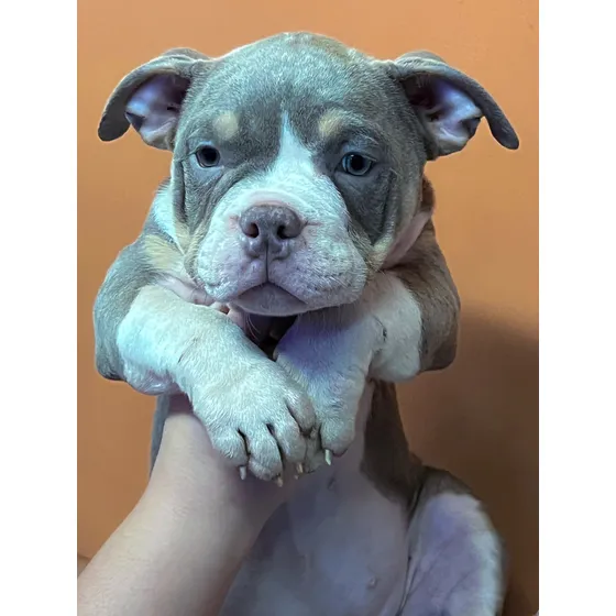 Filhote Fêmea E Macho American Bully- Canil R5 Plus
