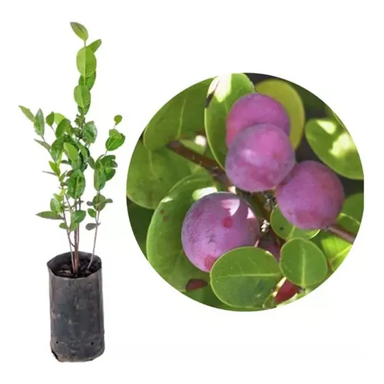 Muda De Guabijú Árvore - Myrcianthes Pungens 70 Cm
