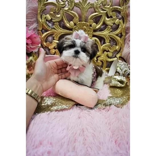 Shitzu Mini Hembra 