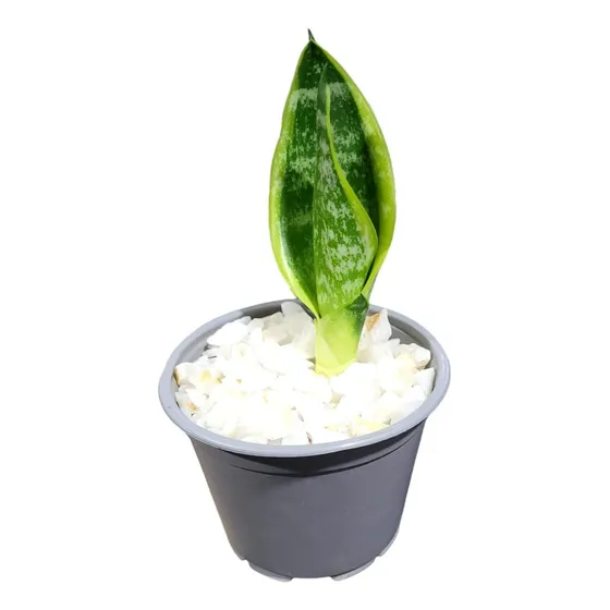 Sansevieria Enana Superba Compacta Borde Amarillo Tamaño Xs