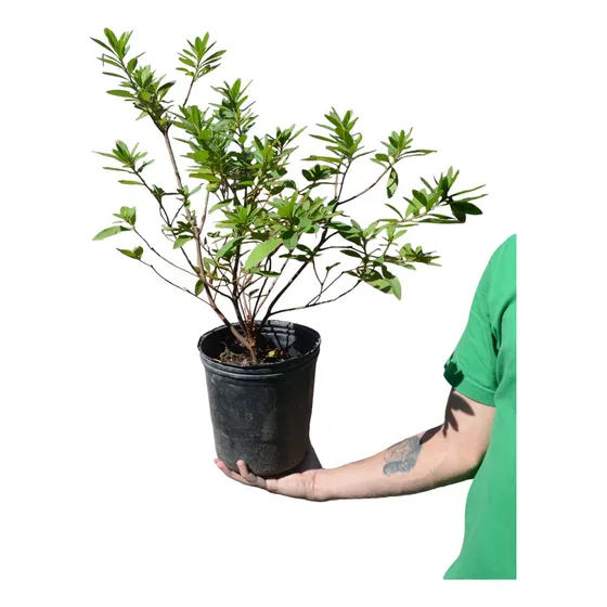 Azaleas Dobles O Simples, Japónicas. En 10 Litros.