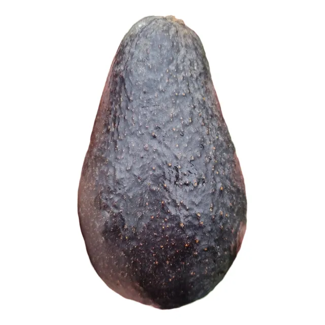 Palta Hass Chilena