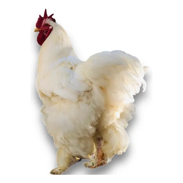 Gallinas Gigantes Conchinchinas Huevos Fértiles