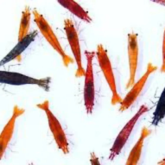 5 Neocaridina Cores Mistas Camarão De Aquário Marrom