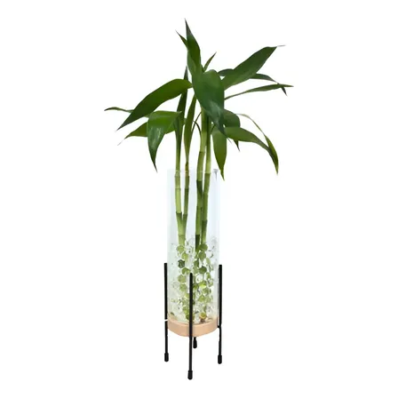 Bambu Da Sorte Dracaena + Vaso De Vidro + Suporte Em Led