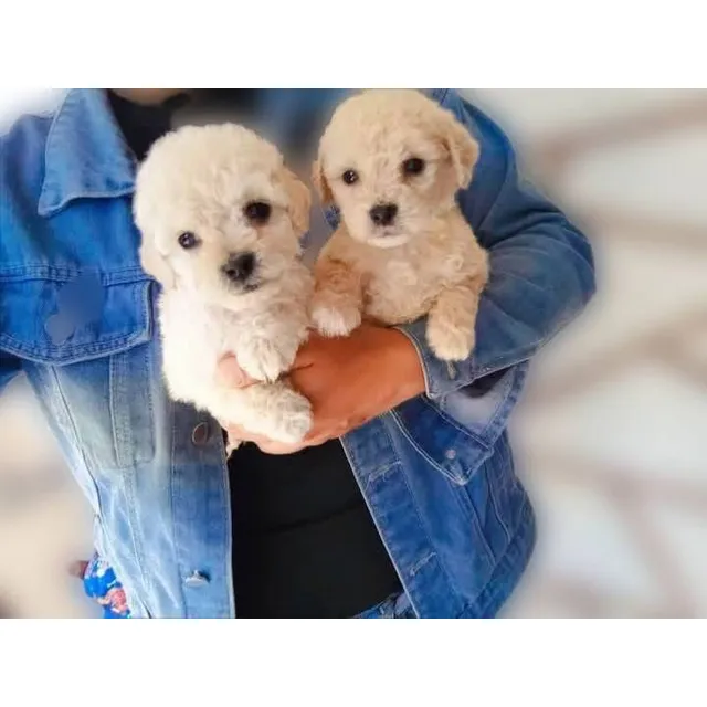 Hermosos Cachorros French Poodle, Vacunados, Desparasitados