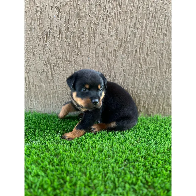 Cachorros Rottwelear Macho Y Hembra