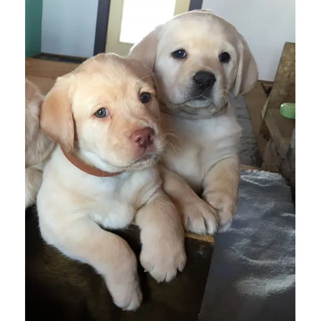 Labrador Retriever Cachorros Tiernos