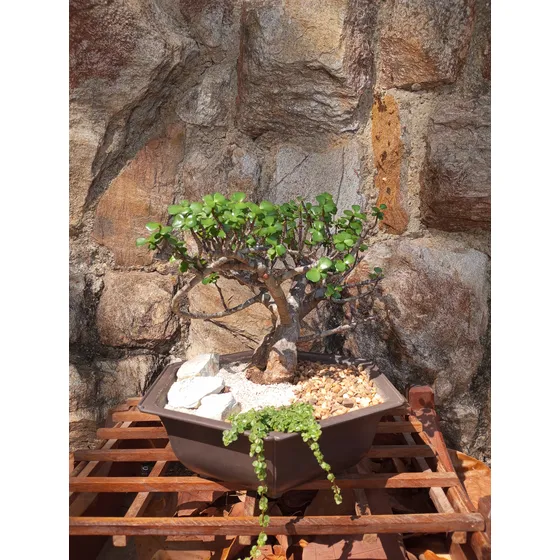 Bonsai De Jade Hoja Pequeña Portulacaria Afra
