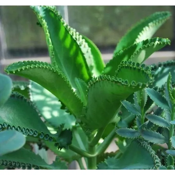 Plantas De Calanchoe. Mala Madre