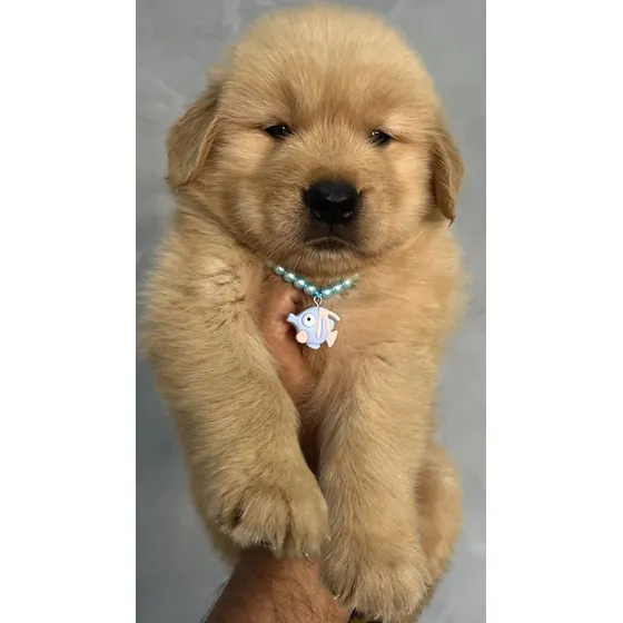 Filhotes De Golden Retriever Vacinados Vermifugados