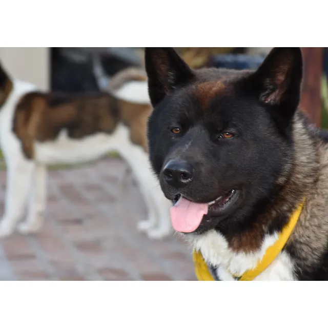 Cachorros Akita Americano - Nacidos El 17/03 - Pura Raza