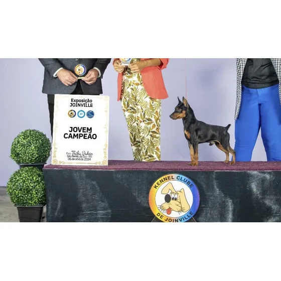 Pinscher Miniatura Padrão Americano Com Pedigree Cbkc
