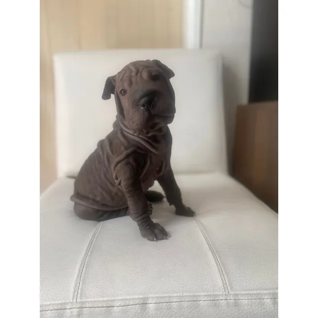 Cachorro Sharpei Medellin Animal Pets Colombia 