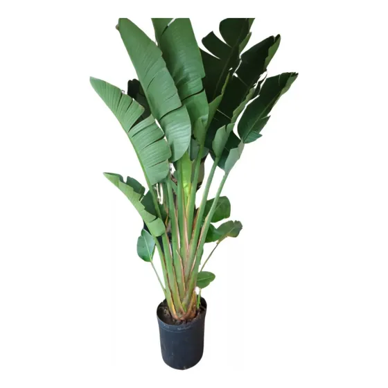 Strelitzia Nicolai 1,5m Ejemplares Consulte Envió Gratis