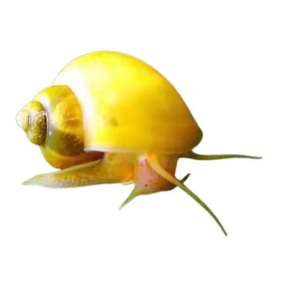 Ampularia / Curbicula /caramujo (pomacea Diffusa) 4 Unidades