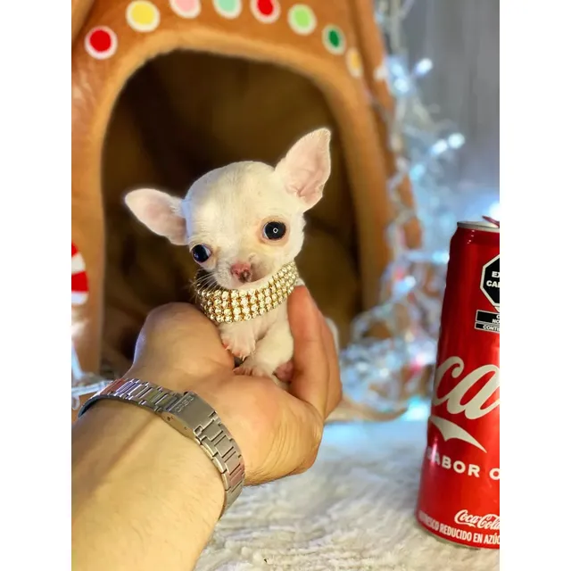 Chihuahua Mini Toy