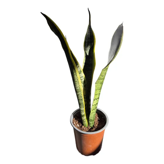 Lengua De Suegra Sansevieras Laurenti (4 Hojas)