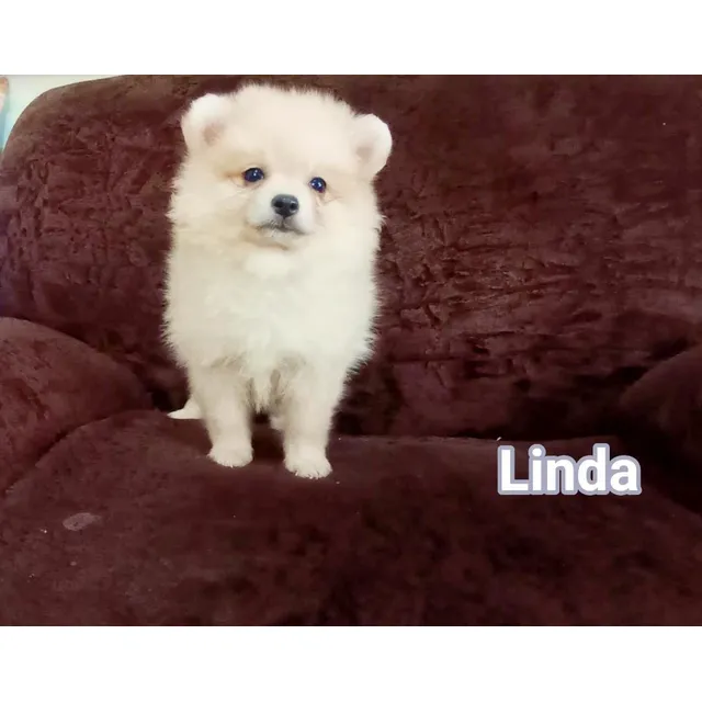 Cachorra Pomerania Lulú