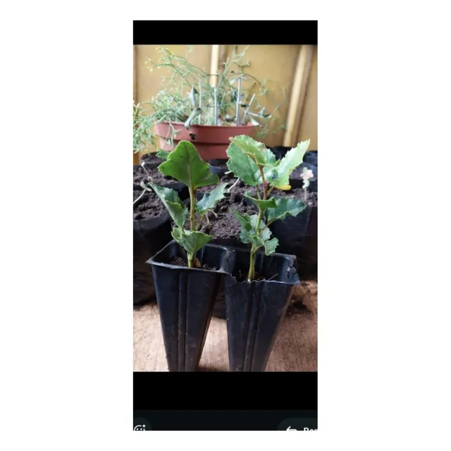 Avellano Chileno Planta