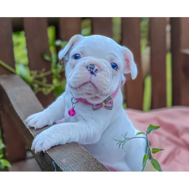 Bulldog Frances Hembra Blanca Hermosa