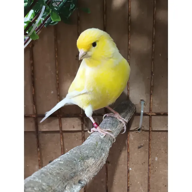 Aves Canario Amarillo Macho Anillado
