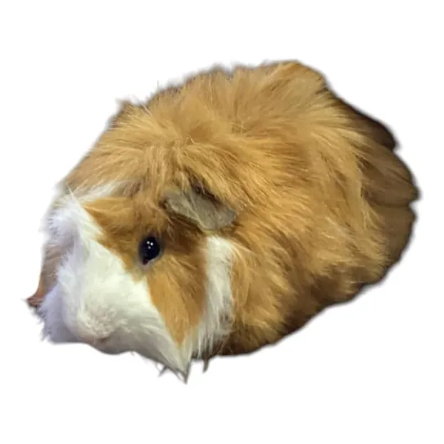 Conejillo De Indias Peruano Pelo Largo