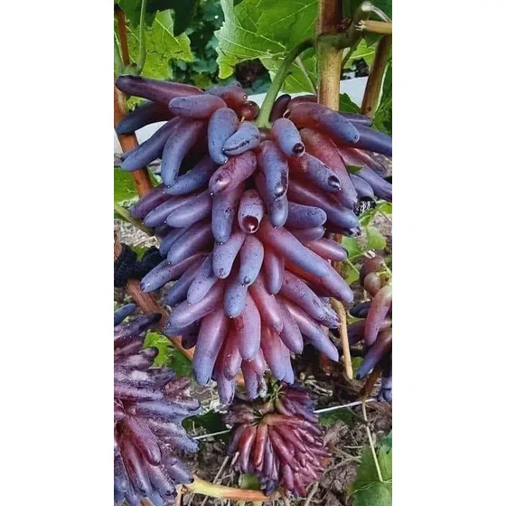 Uva Dedo De Bruja Morado Rapido Crecimiento + Abono 