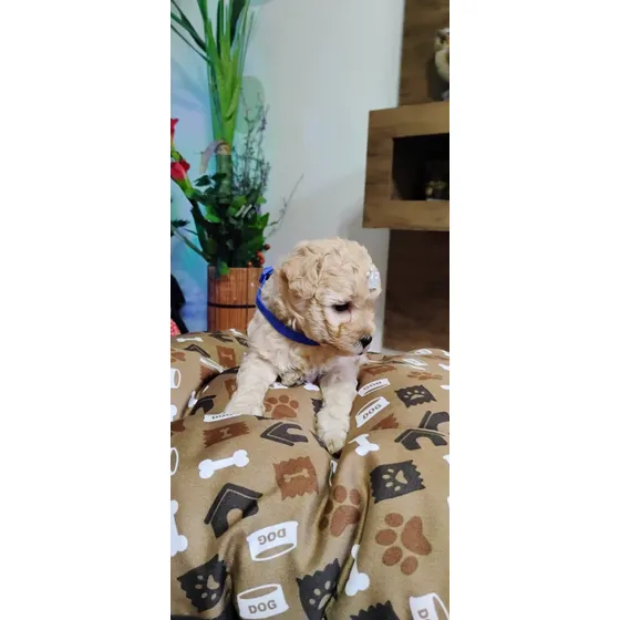 Poodle Toy, Longo Pelagem
