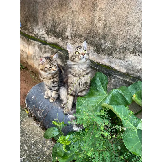Filhotes De Maine Coon Macho (gatil Saymon Cats)