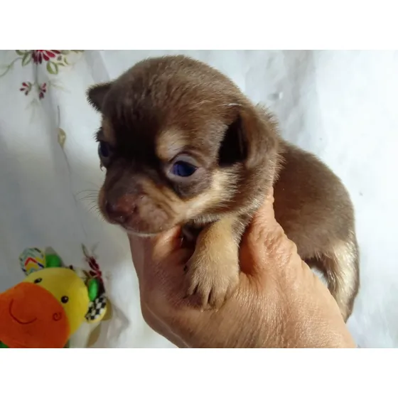 Chihuahua Adorable Chocolate By Masqueen Ok