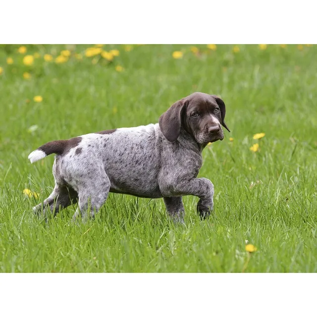 Cachorros Braco Alemán Perros Pointer Alemán Medellín Bogotá