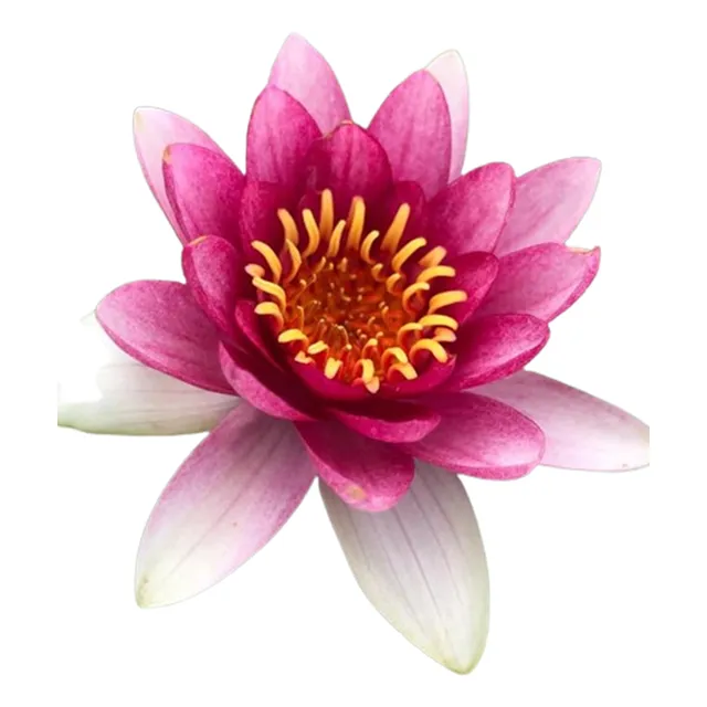 Nenúfar Rojo Planta Acuática Estanque Flor De Loto Exotica
