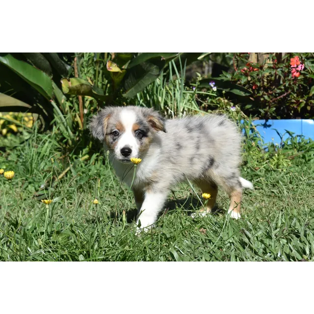 Cachorra Pastor Ovejero Australiano Hembra Blue Merle