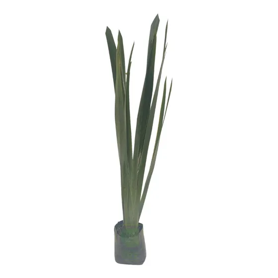 Planta Fornio #1